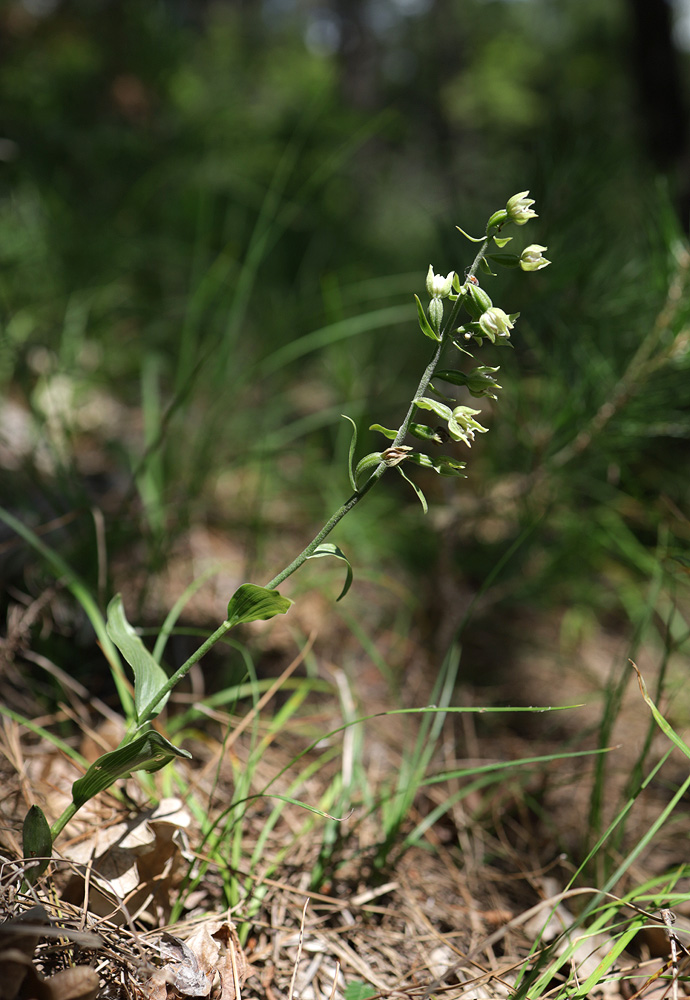 Изображение особи Epipactis krymmontana.