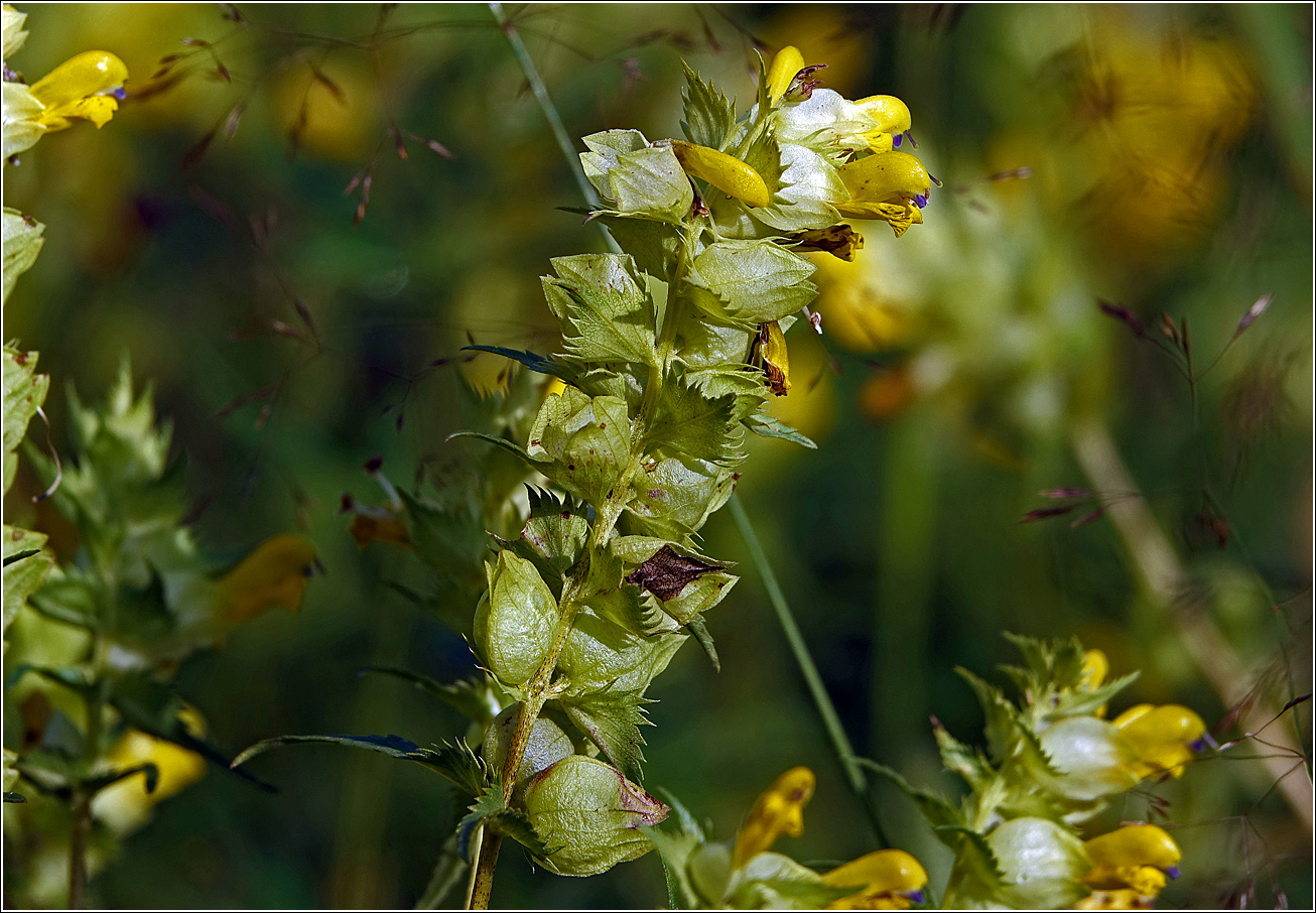 Image of Rhinanthus aestivalis specimen.