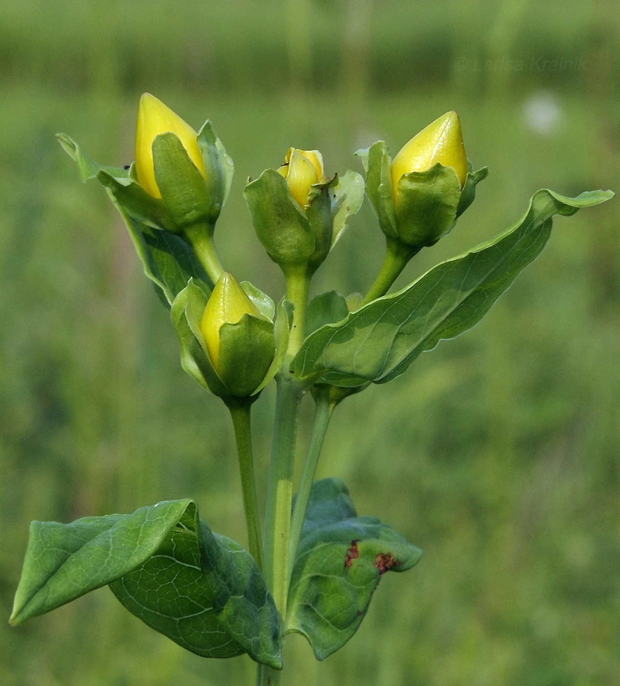 Image of Hypericum ascyron specimen.