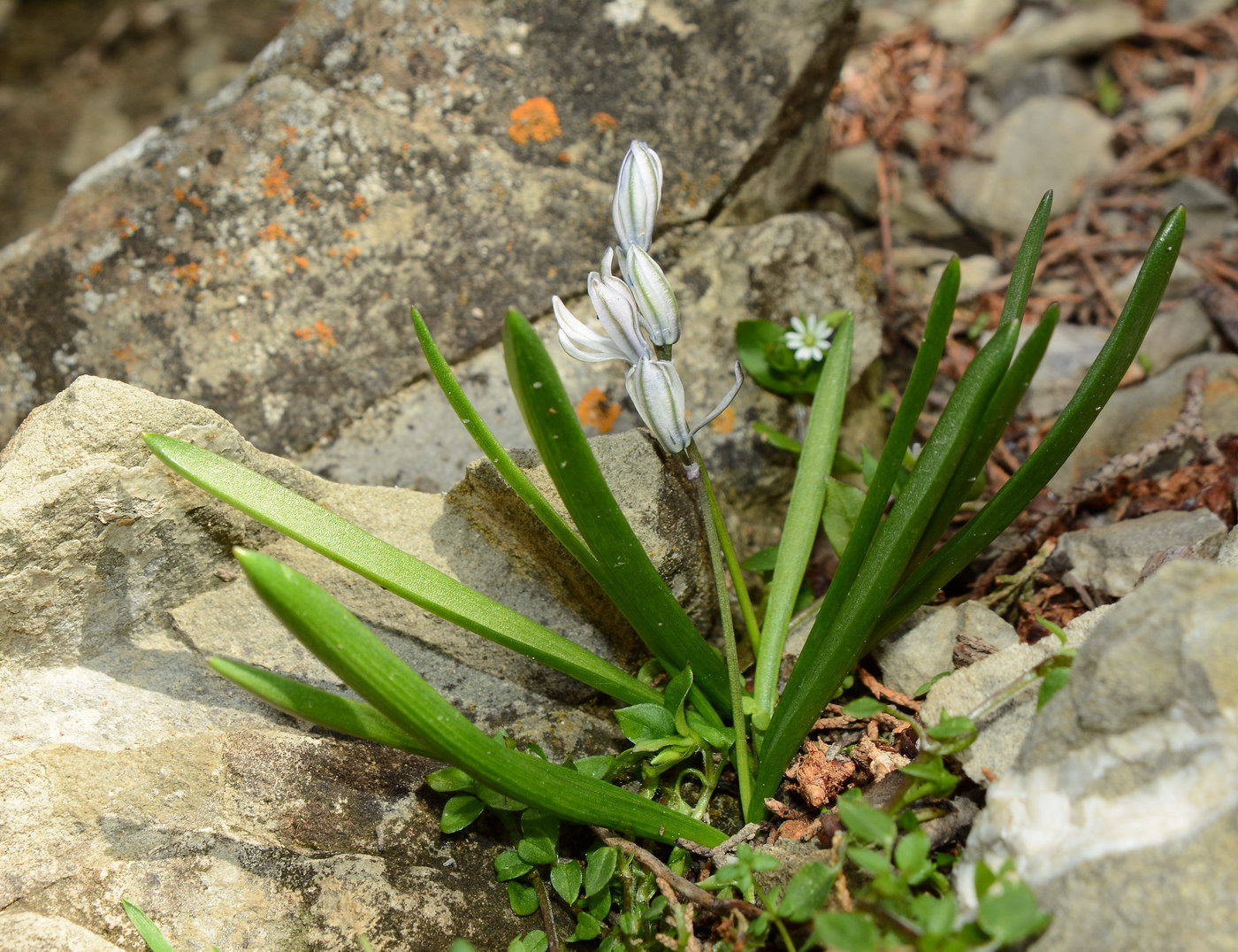 Изображение особи Scilla puschkinioides.