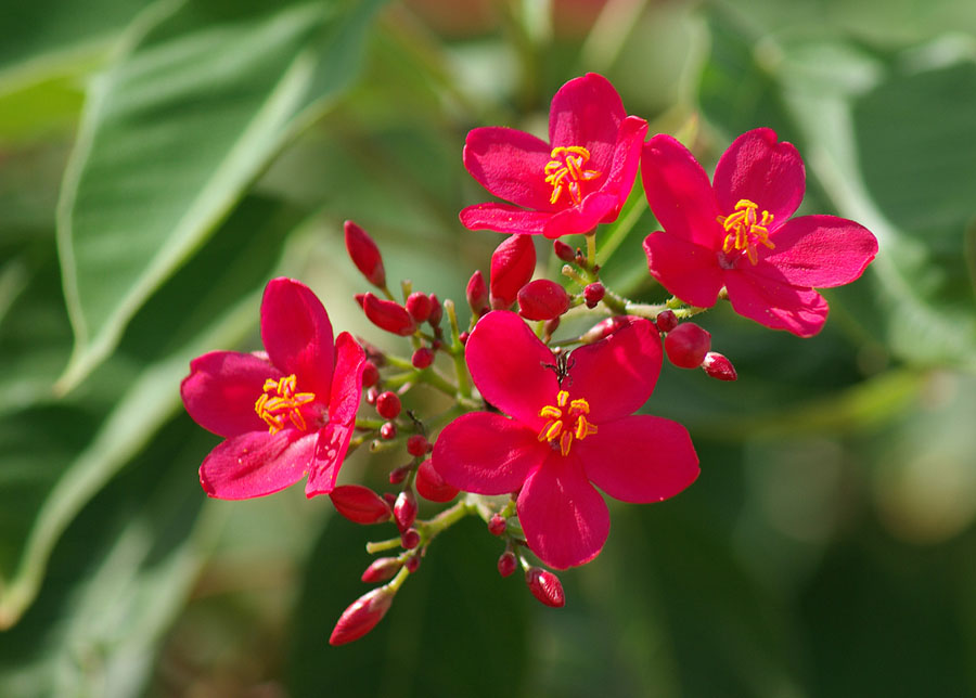 Изображение особи Jatropha integerrima.