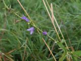 Campanula rapunculoides. Средняя часть отцветающего растения. Тульская обл., Куркинский р-н, окр. степного урочища Горки, берег р. Дон, луг. 30 июля 2024 г.