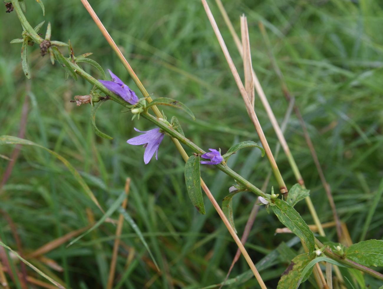 Image of Campanula rapunculoides specimen.