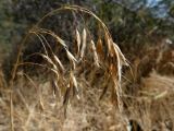 Bromus oxyodon