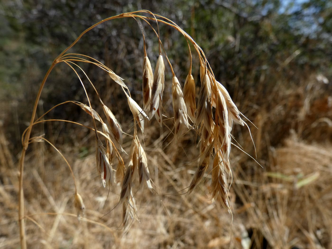 Image of Bromus oxyodon specimen.