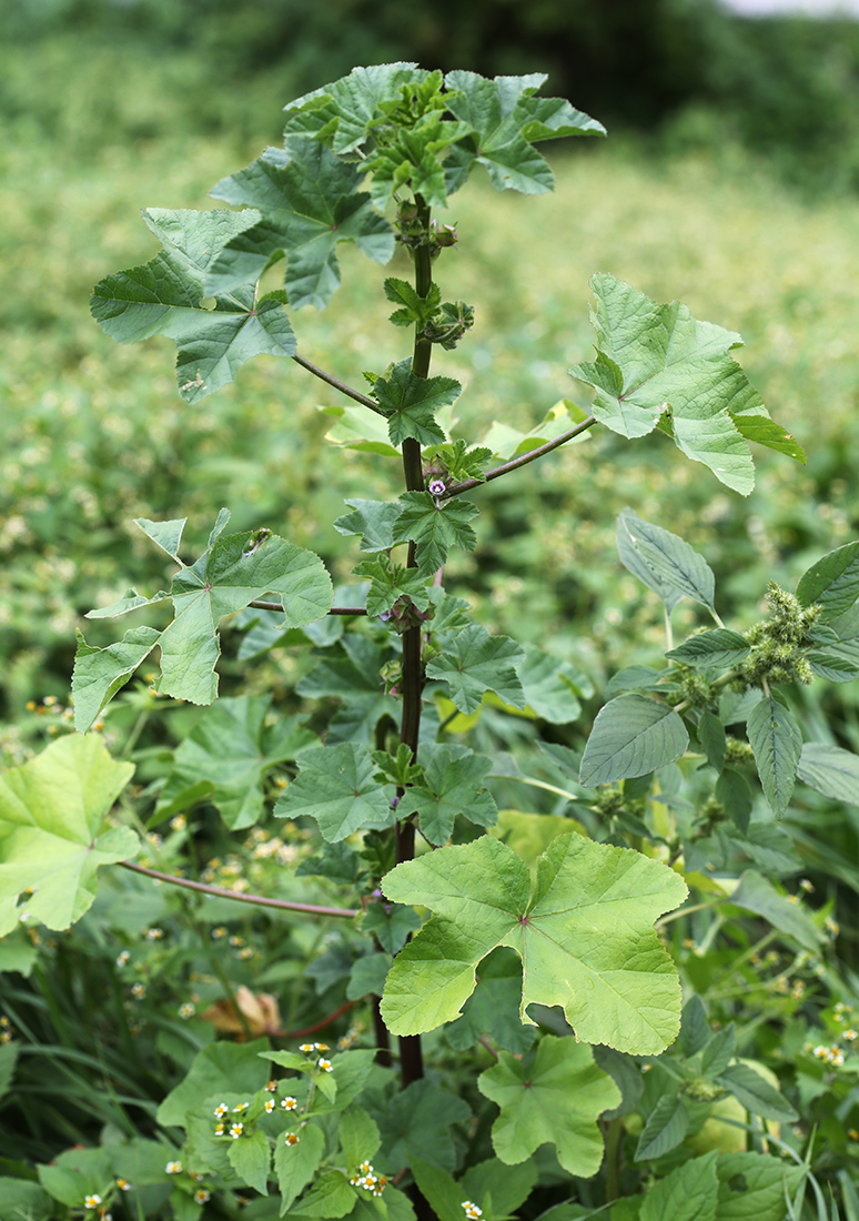 Изображение особи Malva verticillata var. neuroloma.