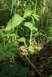 Epipactis helleborine. Растение с начавшим развитие соцветием (рядом - побеги Phragmites australis). Ленинградская обл., Лужский р-н, окр. дер. Кемка, дол. р. Луга, подошва коренного склона долины, травяной мелколиственный лес. 13.06.2024.