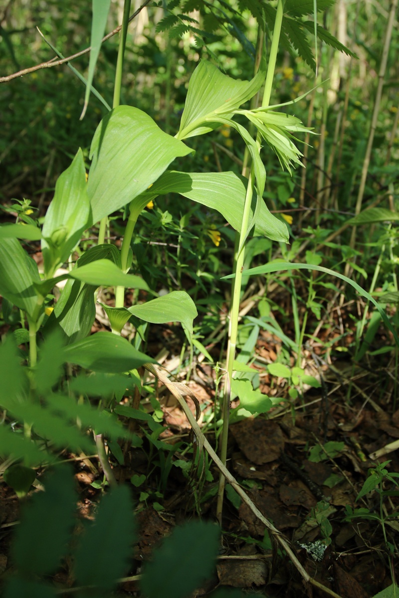 Image of Epipactis helleborine specimen.