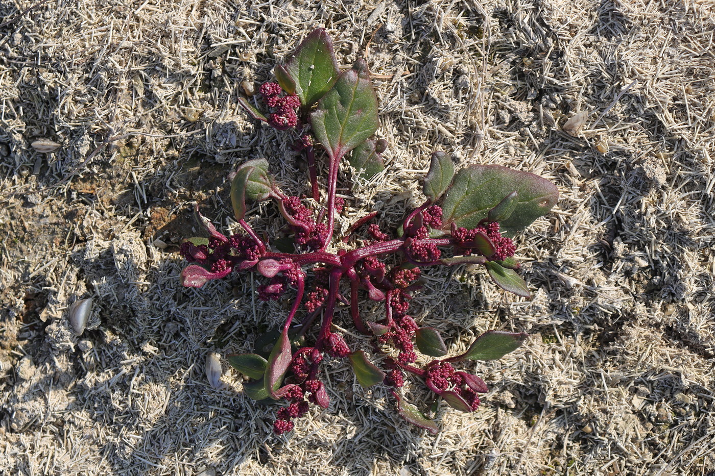 Image of Oxybasis chenopodioides specimen.