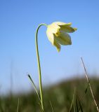 Fritillaria meleagroides. Верхушка побега с цветком (светлая форма). Новосибирская обл., Карасукский р-н, окр. с. Благодатное, заболоченная низина. 13.05.2024.