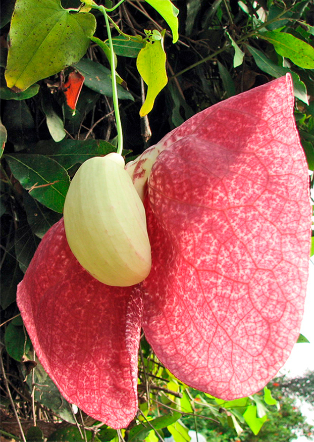 Image of Aristolochia gigantea specimen.