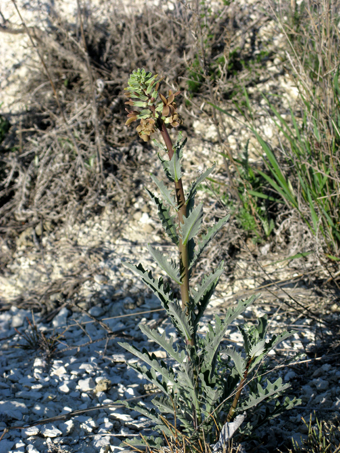 Image of Matthiola tatarica specimen.