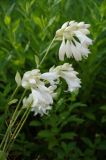 Hosta capitata