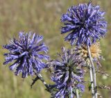 Echinops biebersteinii