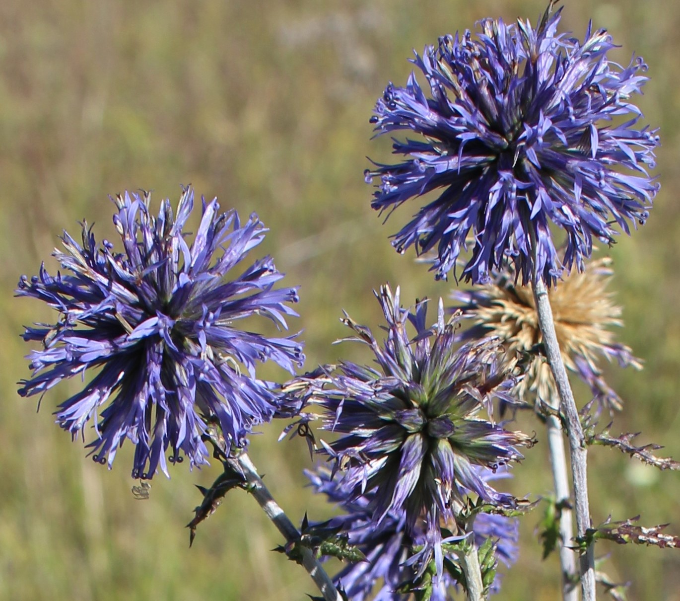 Image of Echinops biebersteinii specimen.