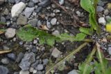 род Taraxacum