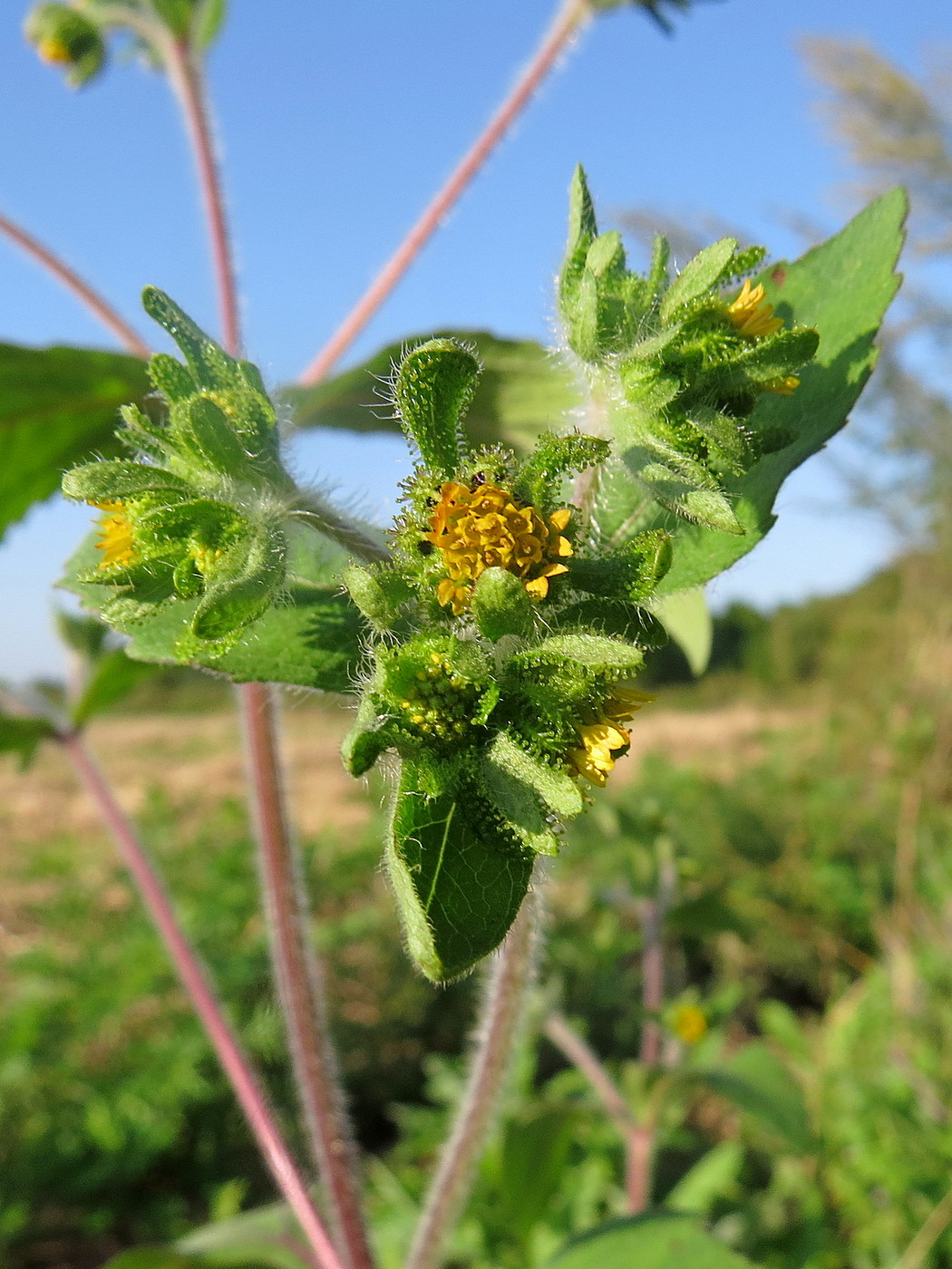 Image of genus Sigesbeckia specimen.