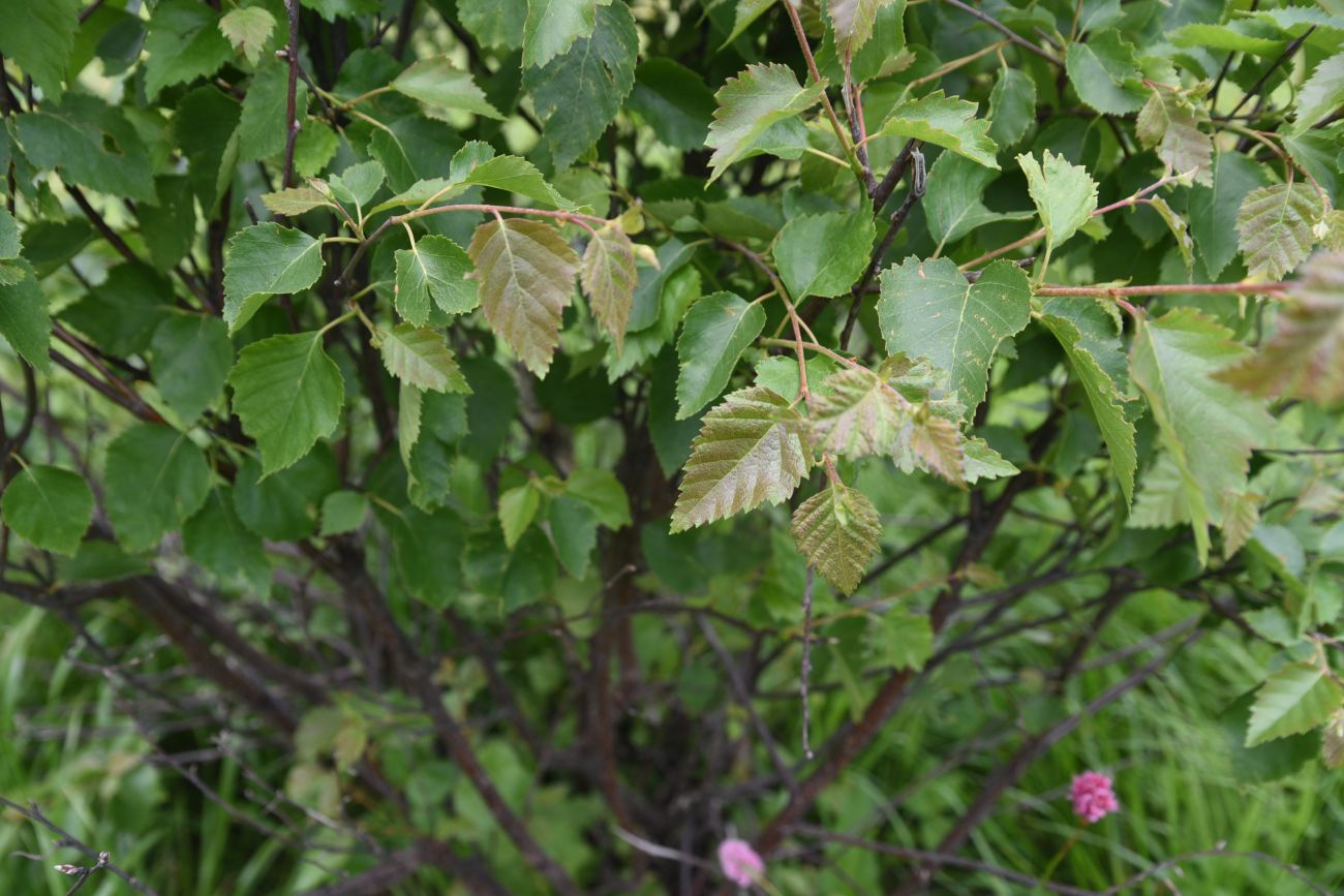 Image of Betula litwinowii specimen.