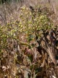 семейство Brassicaceae. Верхушка плодоносящего растения в сообществе с Hordeum. Крым, Южный Берег, городской округ Алушта, окр. с. Нижняя Кутузовка, участок нераспаханной земли среди сельхозугодий. 02.06.2024.