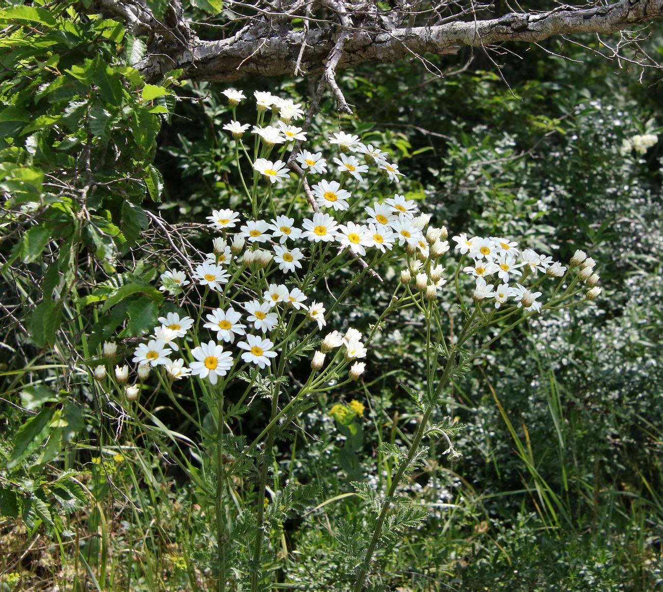 Image of Pyrethrum corymbosum specimen.