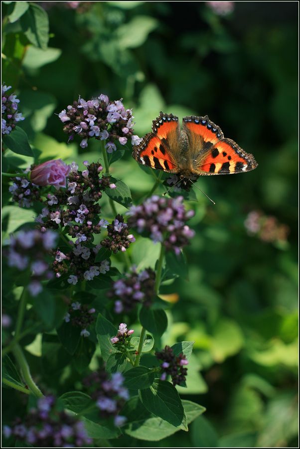 Изображение особи Origanum vulgare.