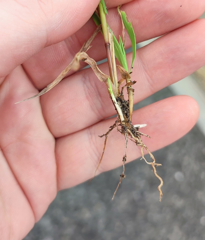Изображение особи Agrostis diluta.