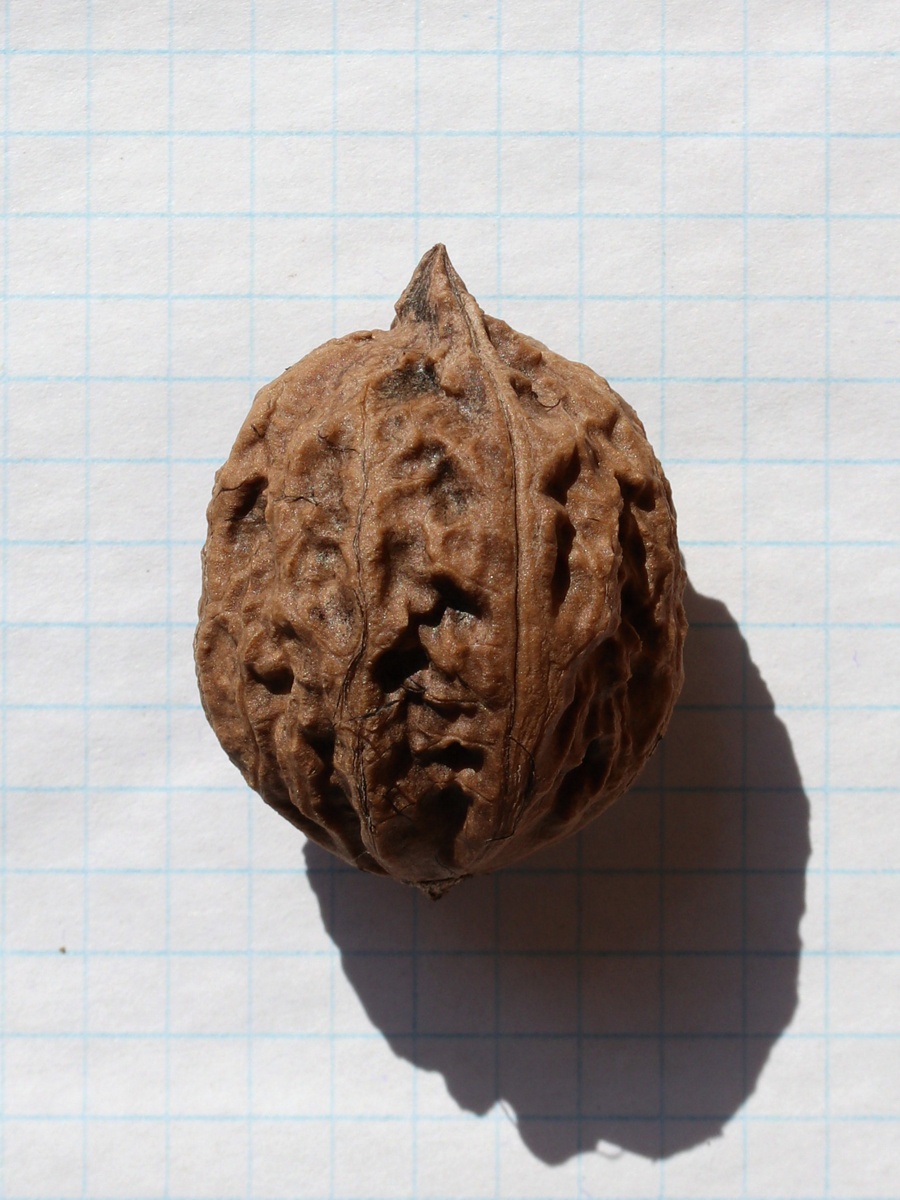 Image of genus Juglans specimen.