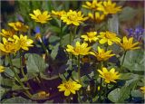 Смотреть изображение Ficaria verna