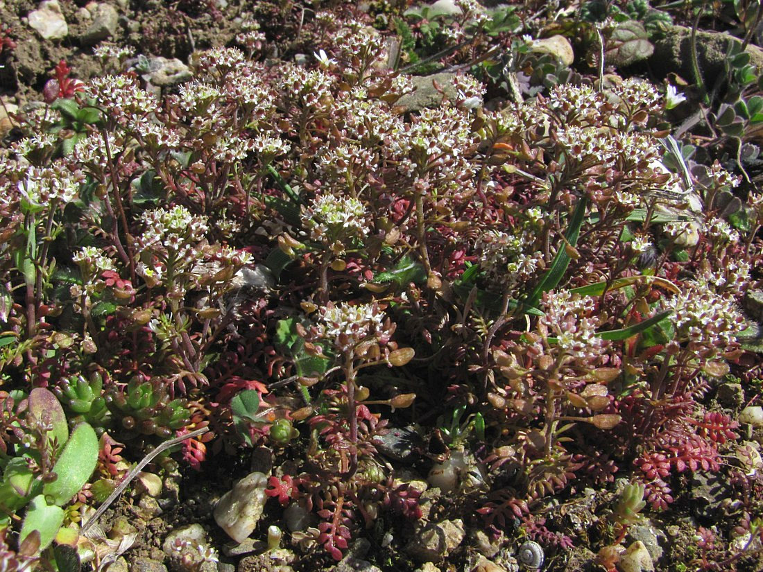 Image of Hornungia petraea specimen.