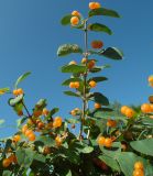 View full-size image Lonicera tatarica