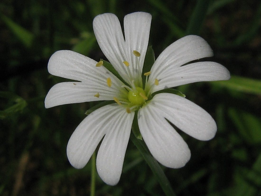 Image of Stellaria holostea specimen.