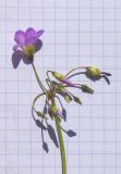 Смотреть изображение Oxalis latifolia