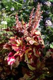 View full-size image Coleus scutellarioides