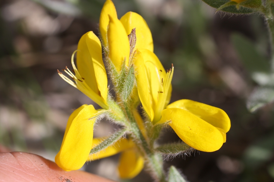 Изображение особи Genista humifusa.