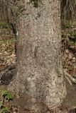 View full-size image Aesculus hippocastanum