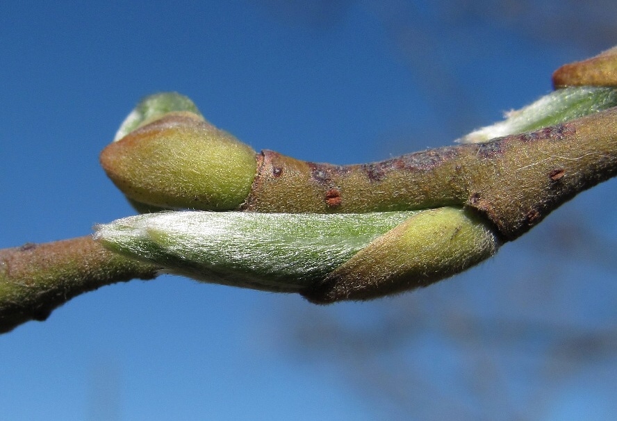 Image of Salix gmelinii specimen.