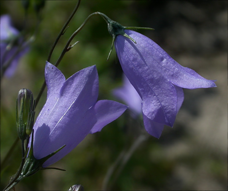 Image of Campanula rotundifolia specimen.