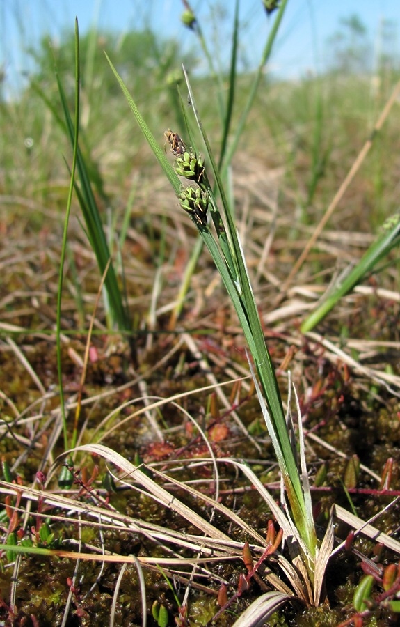 Изображение особи Carex paupercula.