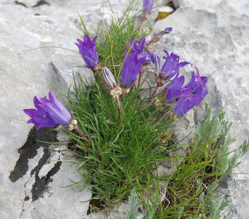 Image of genus Edraianthus specimen.