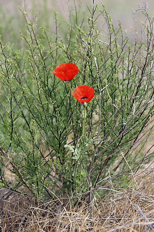 Image of Papaver pavoninum specimen.