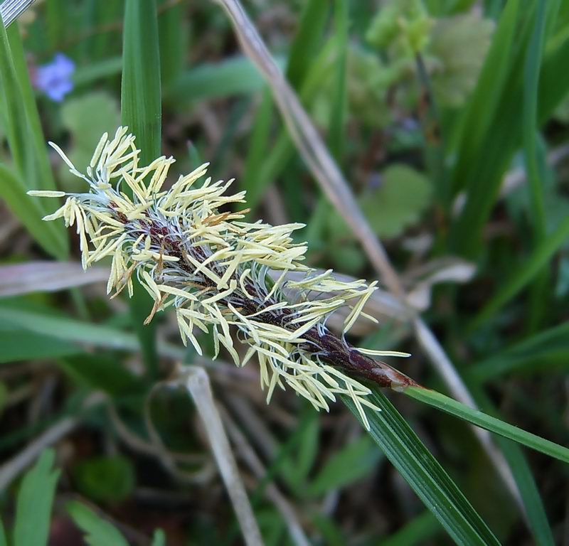 Изображение особи Carex pilosa.