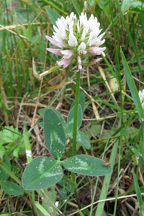 Image of Trifolium ambiguum specimen.