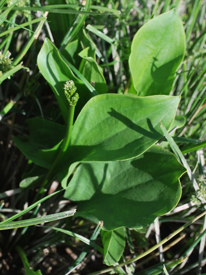 Image of Alisma plantago-aquatica specimen.