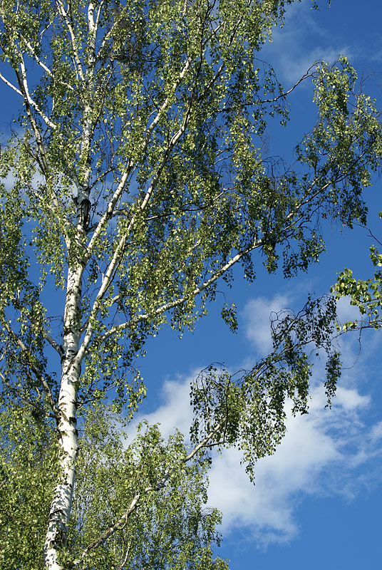 Image of Betula pendula specimen.