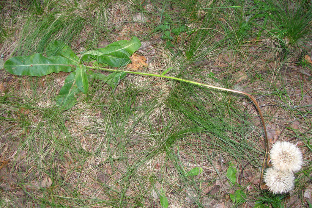 Image of Trommsdorffia maculata specimen.