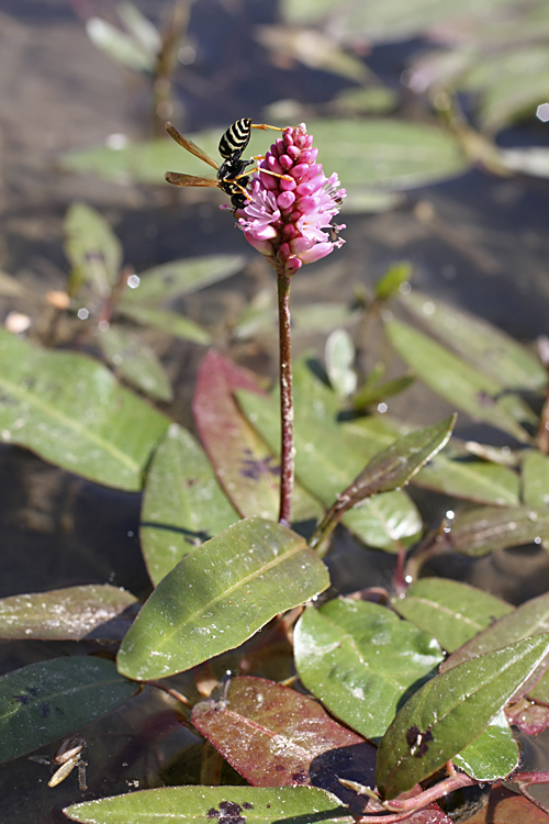 Image of Persicaria amphibia specimen.