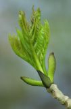 Fraxinus excelsior. Раскрывшаяся почка с молодыми листьями. Почечные чешуи у этого вида бархатисто черно опушённые. Санкт-Петербург, Петергоф, середина мая.