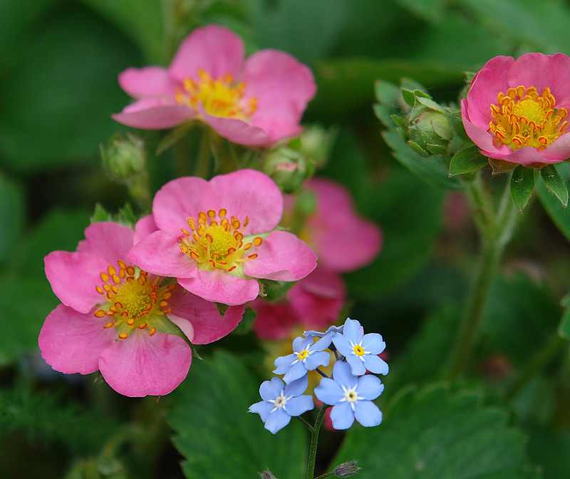 Image of genus Fragaria specimen.