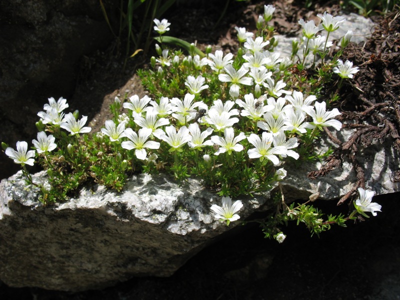 Image of Minuartia imbricata specimen.