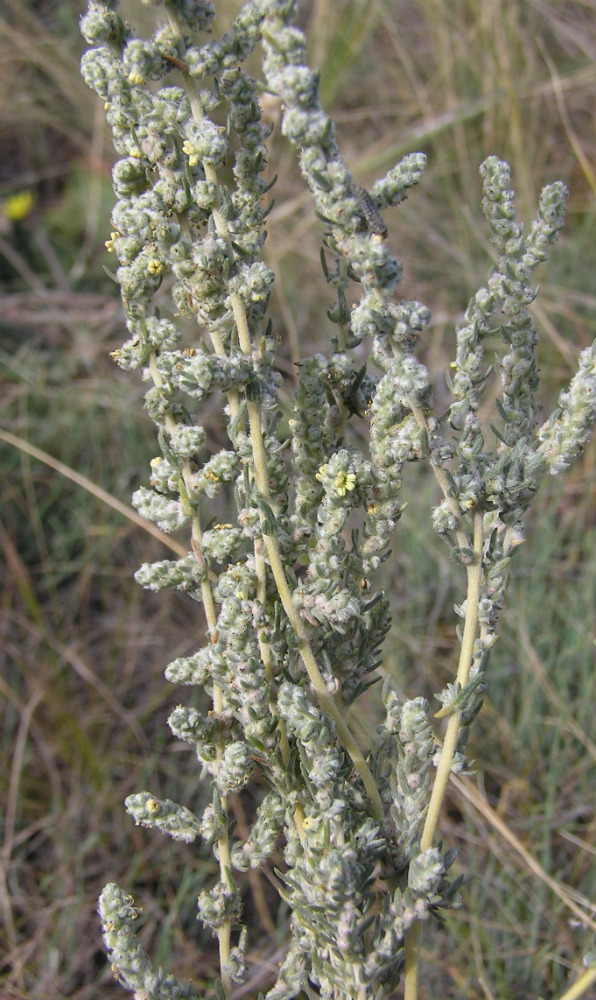 Image of Bassia prostrata specimen.